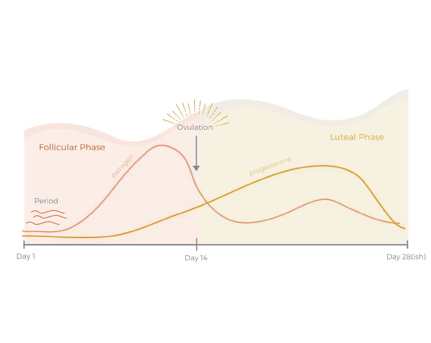 A line graph depicting a 28-day menstrual cycle and hormone levels, with the follicular phase lasting from day 1-14, ovulation at day 14, and the luteal phase from day 14-28.